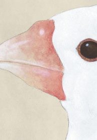 40609